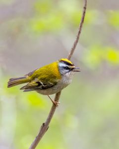 Czech Birder