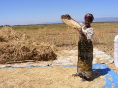 Maendeleo: Podpora farmaření - pomoc ke svépomoci